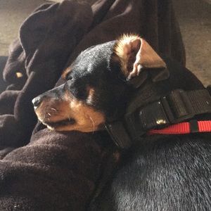 Meet your Posher, Annie